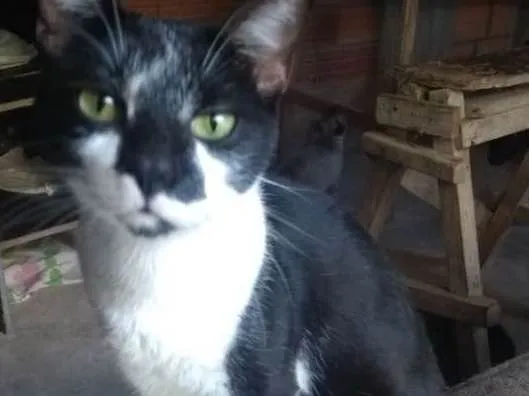 Gato ra a SRD idade 1 ano nome Frajolão