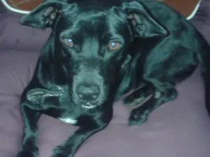 Cachorro raça coffap idade 1 ano nome Tiemy