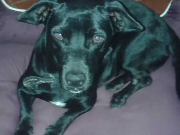 Cachorro ra a coffap idade 1 ano nome Tiemy
