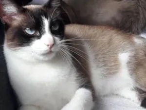 Gato raça SRD idade 1 ano nome Marrie