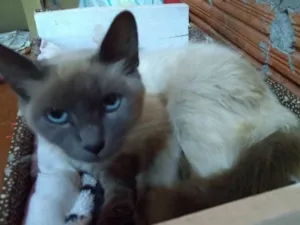 Gato raça SRD idade 1 ano nome Lucy