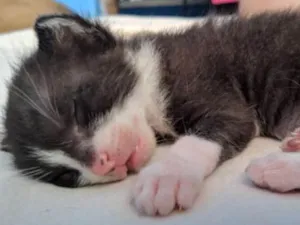 Gato raça VIRA LATA idade Abaixo de 2 meses nome NAO TEM 
