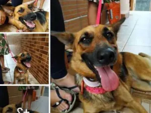 Cachorro raça Mestiça com pastor alemão idade 2 anos nome N sei