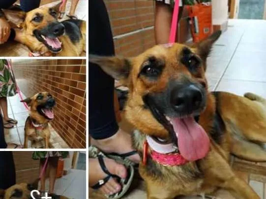 Cachorro ra a Mestiça com pastor alemão idade 2 anos nome N sei