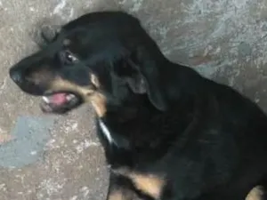 Cachorro raça Labrador misturado idade 2 anos nome Zaira