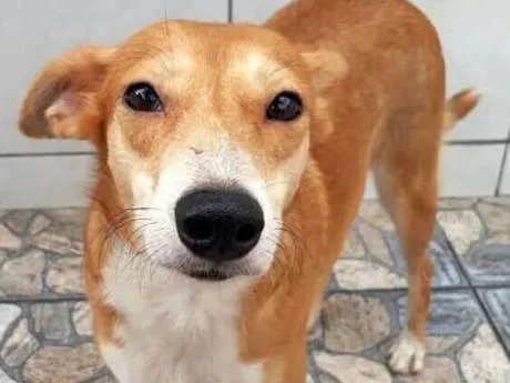 Cachorro ra a SRD idade 4 anos nome PENNY