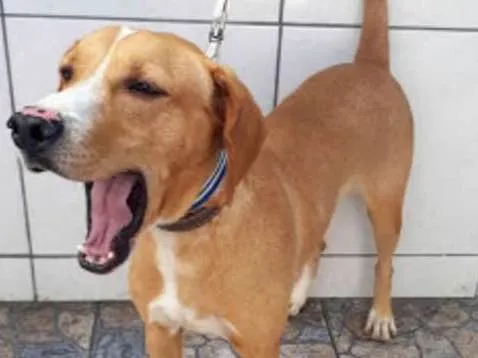 Cachorro ra a SRD idade 3 anos nome THOR