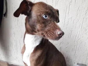 Cachorro raça RND idade 2 a 6 meses nome Latida