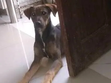 Cachorro ra a Viralata idade 7 a 11 meses nome Cristal