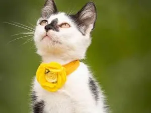 Gato raça mesticinha idade Abaixo de 2 meses nome MINNIE