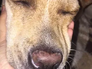 Cachorro raça vira lata  idade  nome floco
