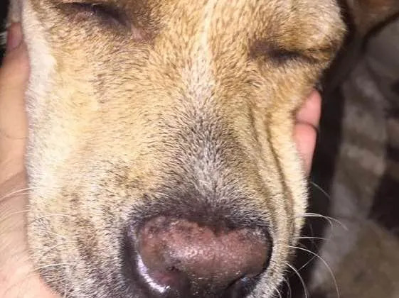 Cachorro ra a vira lata  idade  nome floco