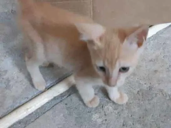 Gato ra a SRD idade 2 a 6 meses nome Théo