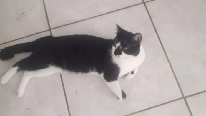 Gato ra a SRD idade 1 ano nome bigode