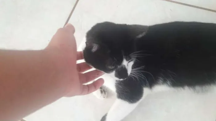 Gato ra a SRD idade 1 ano nome bigode
