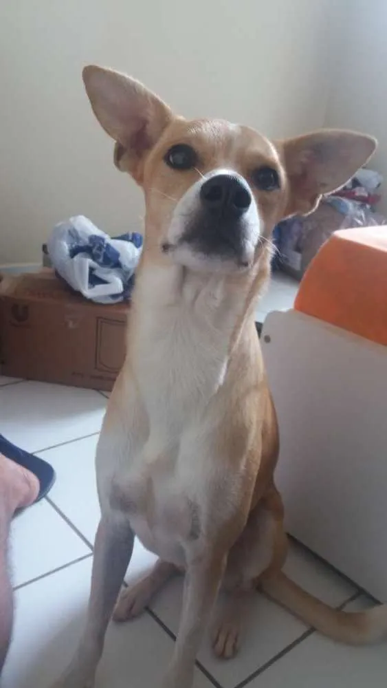 Cachorro ra a Nenhuma  idade 2 anos nome Alone