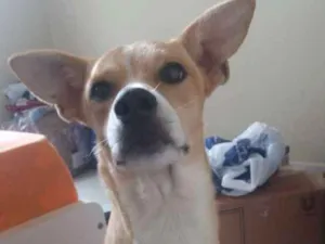 Cachorro raça Nenhuma  idade 2 anos nome Alone