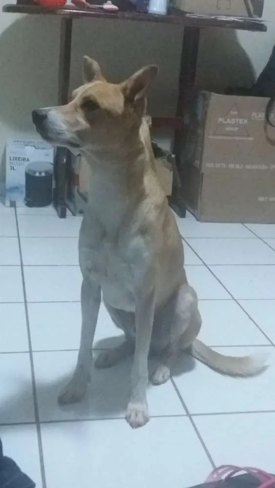 Cachorro ra a Nenhuma  idade 2 anos nome Alone