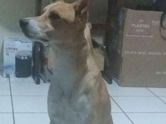 Cachorro ra a Nenhuma  idade 2 anos nome Alone