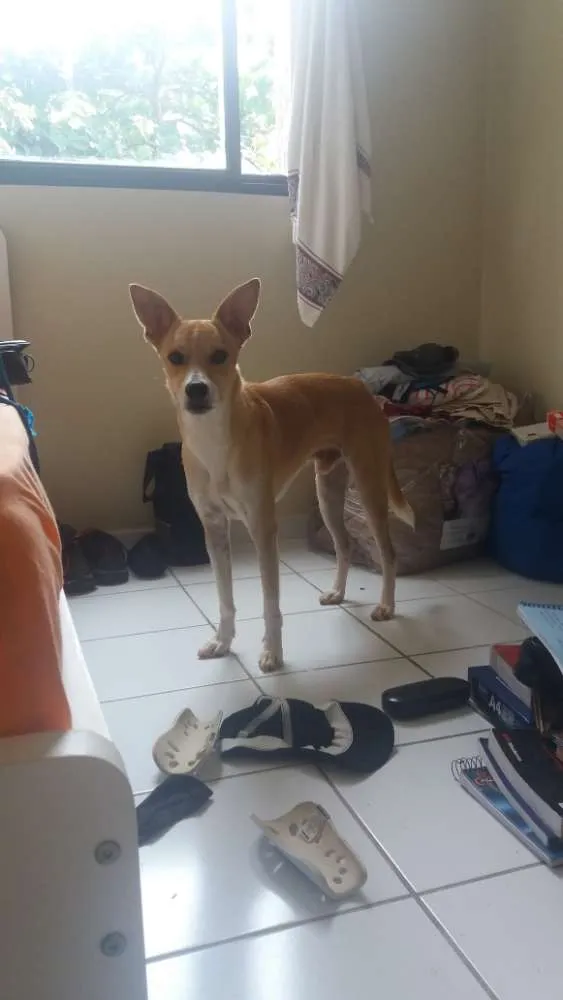 Cachorro ra a Nenhuma  idade 2 anos nome Alone