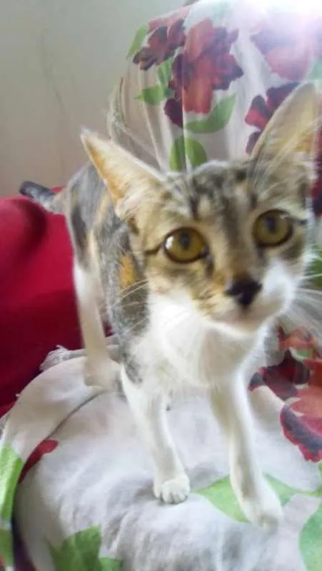Gato ra a  idade 7 a 11 meses nome Amora