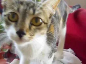 Gato raça  idade 7 a 11 meses nome Amora