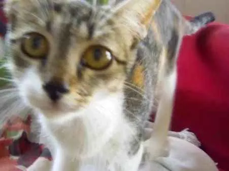 Gato ra a  idade 7 a 11 meses nome Amora