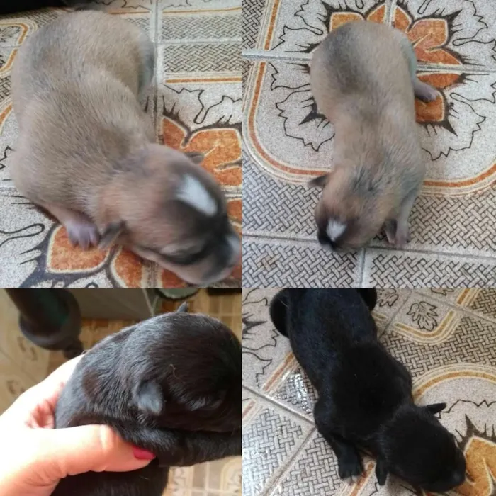 Cachorro raça Vira- lata idade Abaixo de 2 meses nome Filhotes