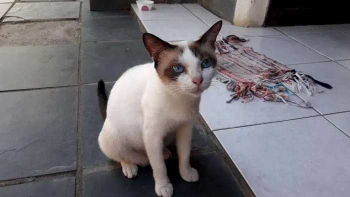 Gato raça SRD idade 1 ano nome Marie