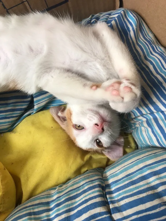 Gato ra a SRD idade 2 a 6 meses nome Sem Nome 