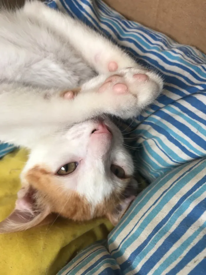 Gato ra a SRD idade 2 a 6 meses nome Sem Nome 