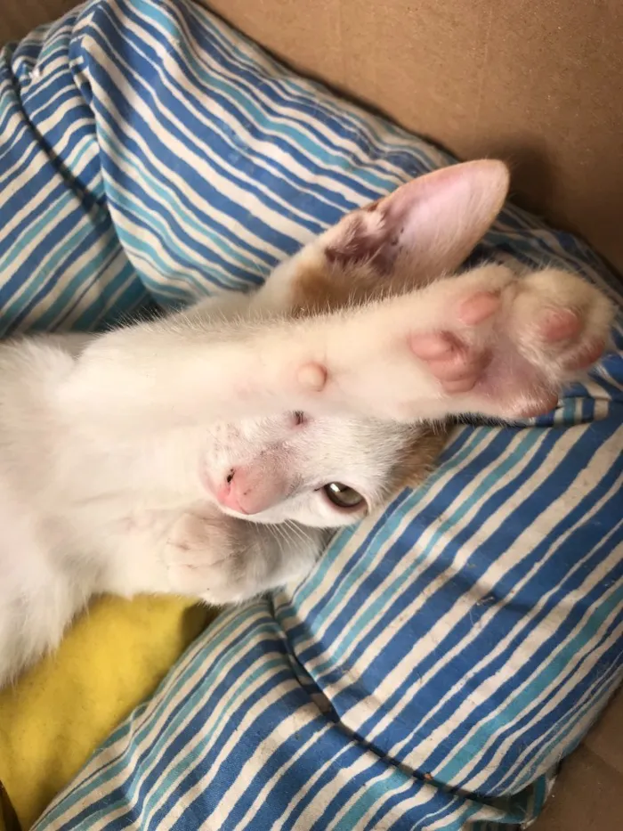 Gato ra a SRD idade 2 a 6 meses nome Sem Nome 