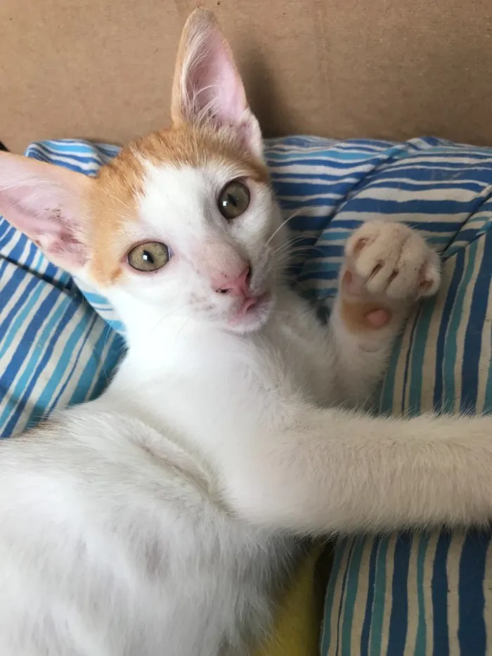 Gato ra a SRD idade 2 a 6 meses nome Sem Nome 