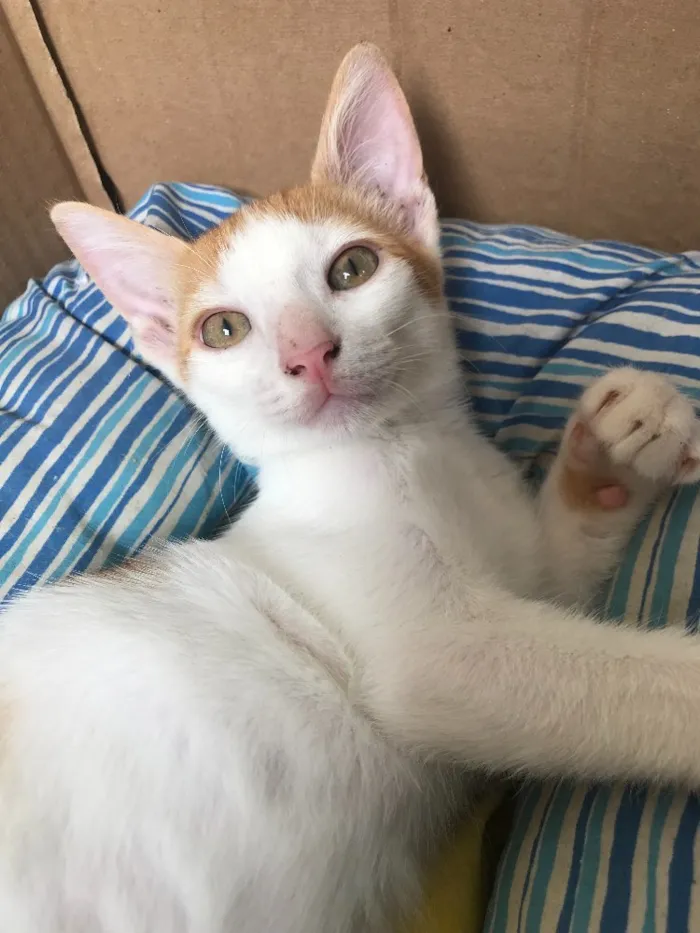 Gato ra a SRD idade 2 a 6 meses nome Sem Nome 