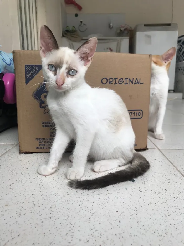 Gato ra a SRD idade 2 a 6 meses nome Sem Nome