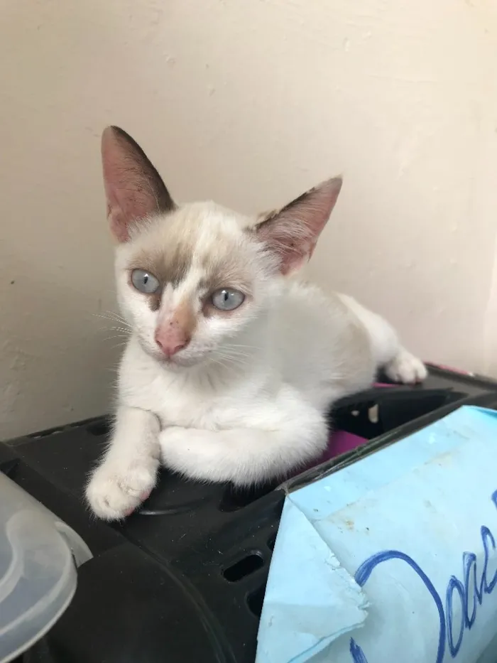 Gato ra a SRD idade 2 a 6 meses nome Sem Nome