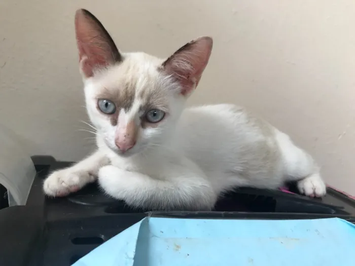 Gato ra a SRD idade 2 a 6 meses nome Sem Nome