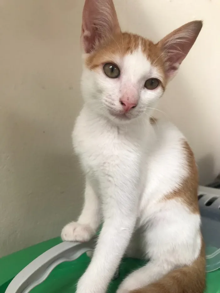 Gato ra a SRD idade 2 a 6 meses nome Sem Nome 