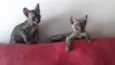 Quatro filhotes