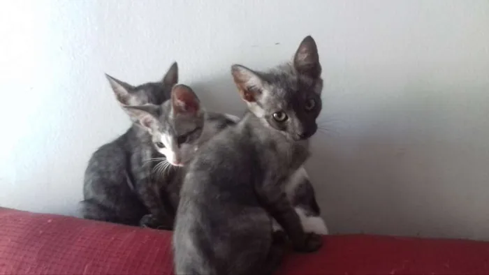 Gato ra a sem raça definida  idade 2 a 6 meses nome Quatro filhotes