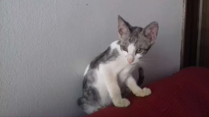 Gato ra a sem raça definida  idade 2 a 6 meses nome Quatro filhotes