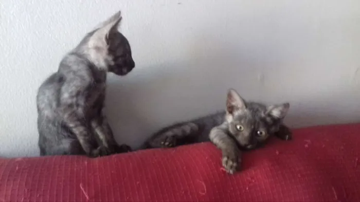 Gato ra a sem raça definida  idade 2 a 6 meses nome Quatro filhotes
