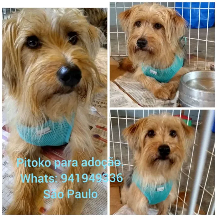 Cachorro ra a Srd idade 2 anos nome Pitokinho
