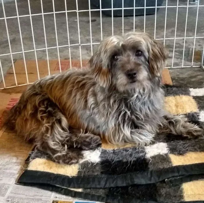 Cachorro ra a Srd idade 3 anos nome Bartholomeu