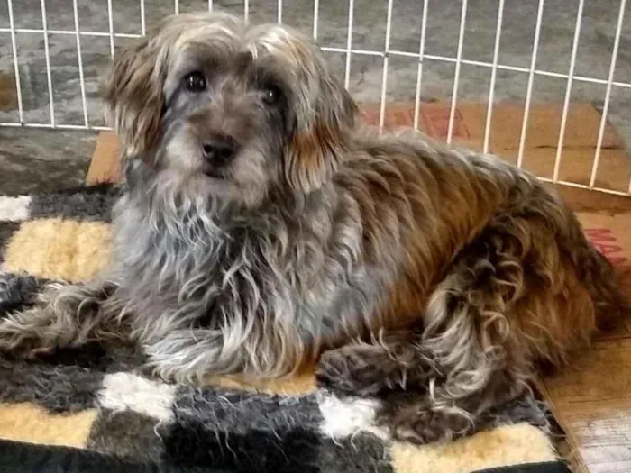 Cachorro ra a Srd idade 3 anos nome Bartholomeu