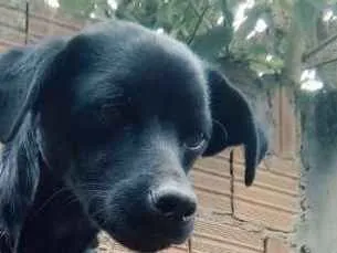 Cachorro ra a Vira lata idade 2 a 6 meses nome Ravi