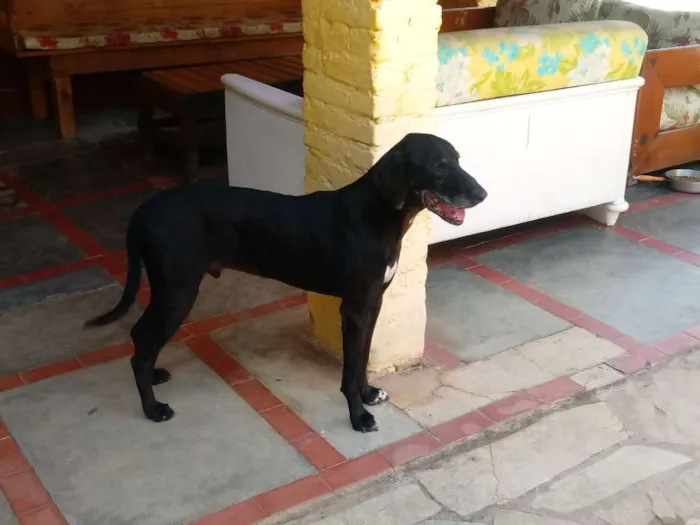 Cachorro ra a SRD idade 6 ou mais anos nome Breno