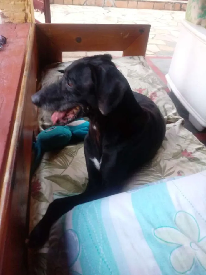 Cachorro ra a SRD idade 6 ou mais anos nome Breno