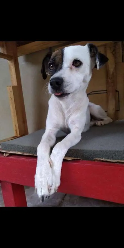 Cachorro ra a Vira lata idade 2 a 6 meses nome Milk