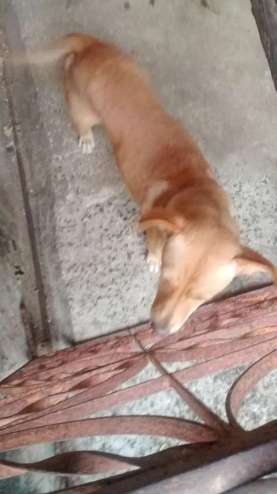 Cachorro ra a Vira lata / Rusk siberiano idade 1 ano nome Magrelinho, shennah,